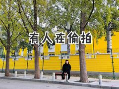 -三里屯东五街银杏大道