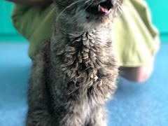 -中农大我爱我爱24h动物医院·中医针灸·猫专科·骨科医疗中心(双井店)
