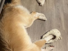 -翊宠yipet猫狗购宠庄园犬舍•猫舍