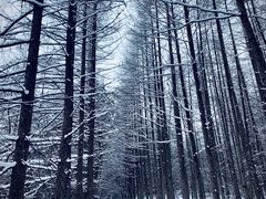 -秦岭风景区