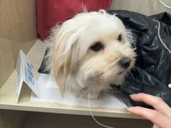 -北京观赏动物医院·24小时大型综合·猫专科·异宠专科