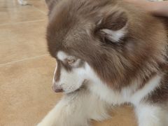 -Let's go狗咖·猫咖·奶狗·桌游(春熙路IFS店)