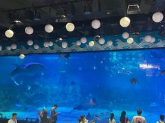 -烟台海昌鲸鲨海洋公园