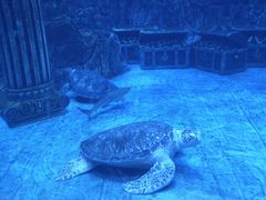 -芜湖新华联大白鲸海洋公园