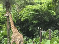 -海南热带野生动植物园