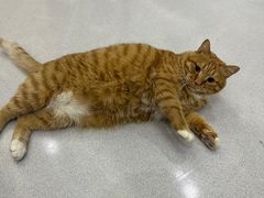 -派特宠物医院(圆融广场店)