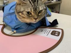 -瑞派天宁宠物医院·猫科·异宠中心