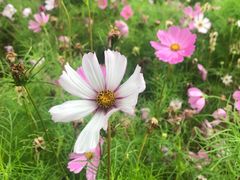 -天津东丽湖风景区