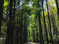 -上海滨江森林公园