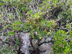 -北海金海湾红树林生态旅游区