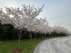 -上海山野camping·户外天幕烧烤·团建拓展营地