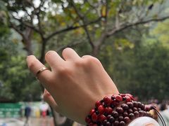 -西双版纳原始森林公园