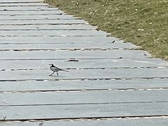 -惠州金海湾嘉华度假酒店