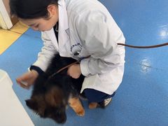 -天使宠物医院·犬猫分诊(彩虹店)
