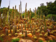 -深圳仙湖植物园