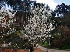 -樱桃山旅游景区