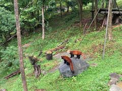 -都江堰中华大熊猫苑