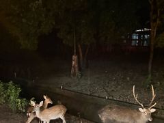 -清迈夜间动物园