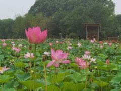 -东郊湿地公园