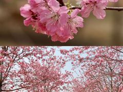 -天适樱花悠乐园