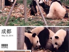 -成都大熊猫繁育研究基地