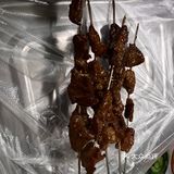 跟风的代价