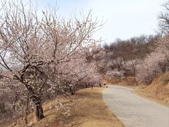 -北京西山国家森林公园