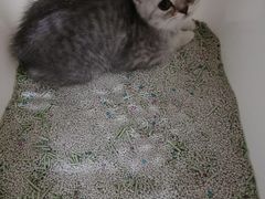 -毛家菜(汽车站店)