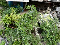 -苏州市皮市街花鸟工艺品市场