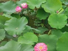 -广州莲花山旅游区