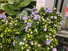 -豆豆花艺(新光天地店)