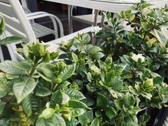 -成都娃娃花园餐厅 (南艺旗舰店)