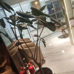 -罗亚帝造型·烫发染发