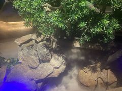 -佬麻雀·剁椒鱼头(京基KK One店)