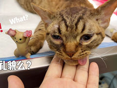 -艾贝尔宠物医院·24H转诊中心·肿瘤猫专科(江宁双龙店)