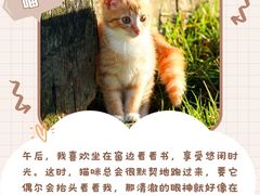 -翊宠yipet猫狗购宠庄园