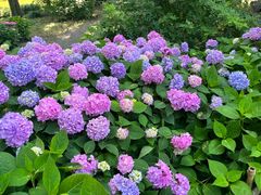 -上海共青森林公园