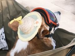-迪士尼小镇
