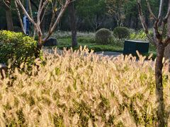 -昆山城市生态森林公园