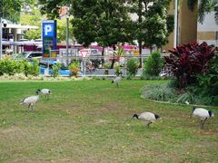 -布里斯班南岸公园