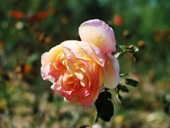 -漩门湾国家湿地公园