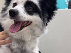 -安安宠医宠物医院·异宠·犬猫内科(岳阳分院)