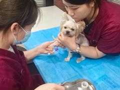 -伟伟宠物医院·CT影像中心·瑞派犬猫综合性门诊(汉口总院)