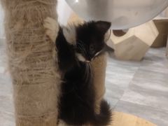 -楼上猫咖(罗湖店)