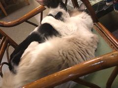 -猫色咖啡·猫咖