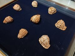 -青岛贝壳博物馆