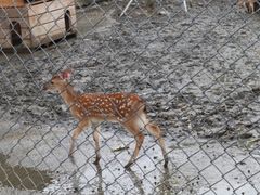 -鹿境梅花鹿生态园区