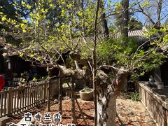-大觉寺-停车场