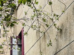 -武汉大学-樱园