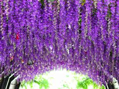 -合肥滨湖国家森林公园